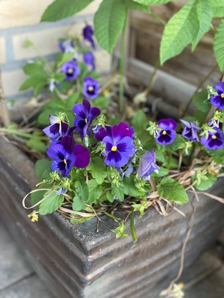 Blomsterkrukke der pynter på Rosenfeldthusene